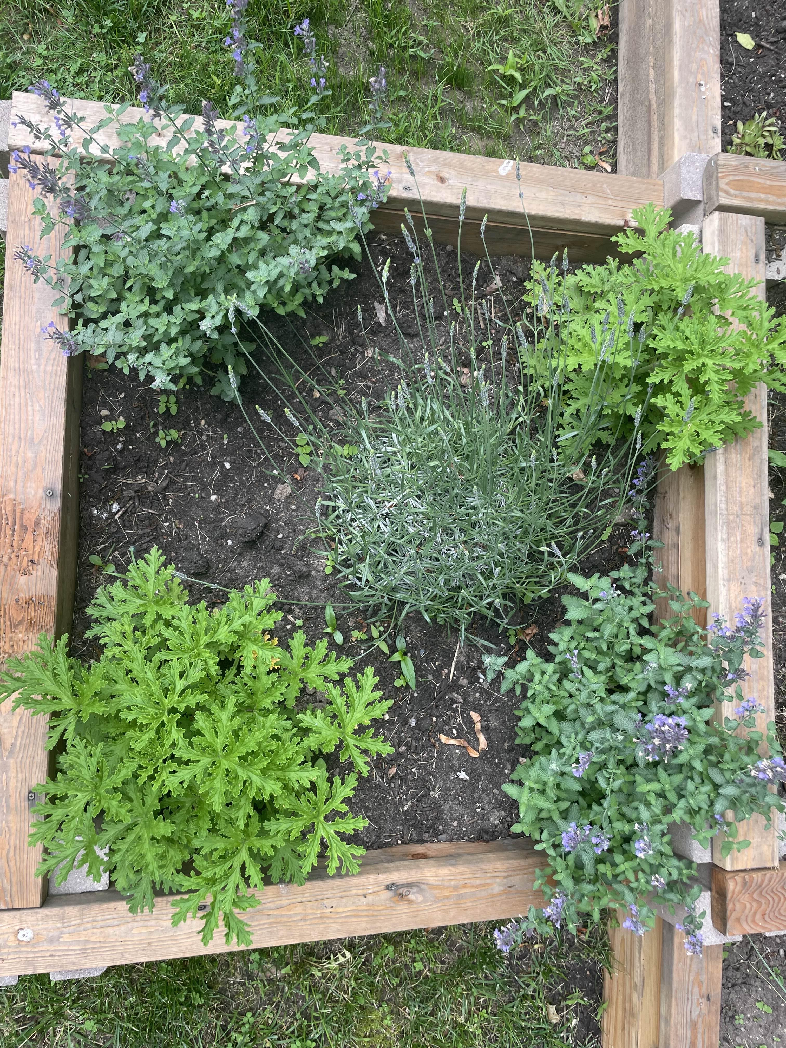 Plants