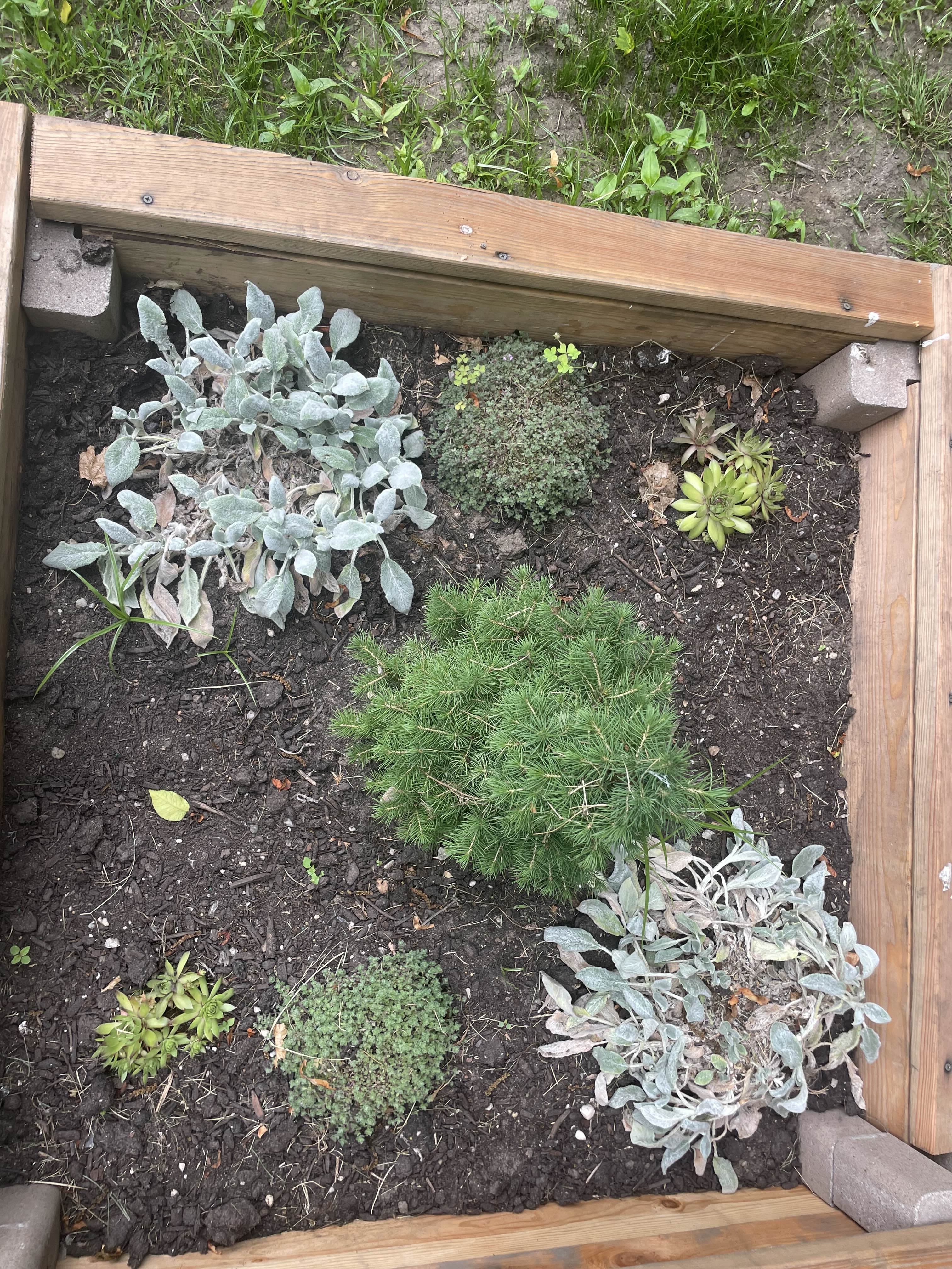 Plants