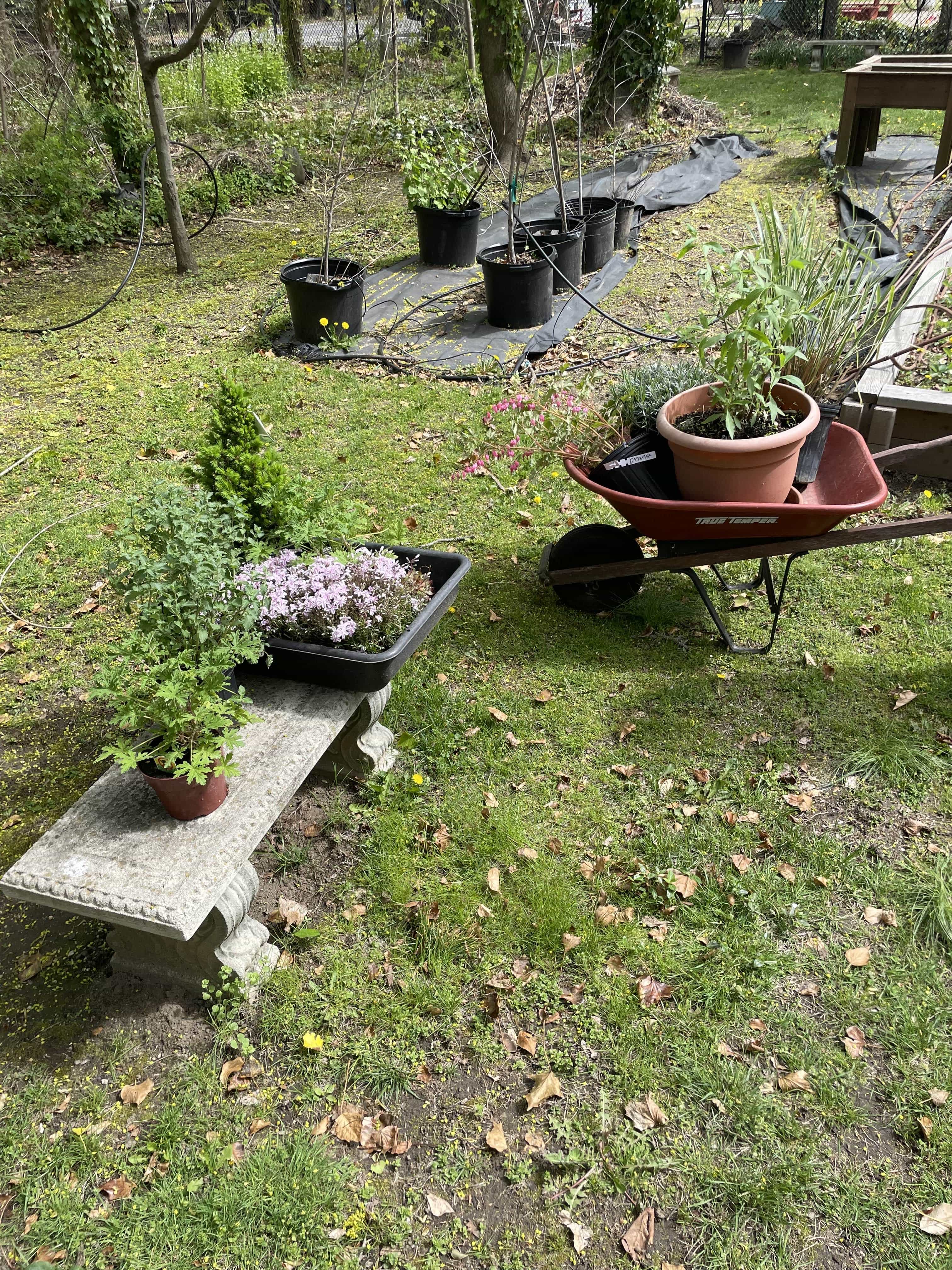 Plants